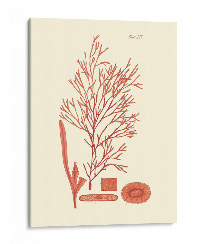 Sombras De Coral I - Vision Studio | Cuadro decorativo de Canvas Lab