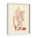 Sombras De Coral I - Vision Studio | Cuadro decorativo de Canvas Lab
