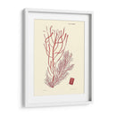 Sombras De Coral Iii - Vision Studio | Cuadro decorativo de Canvas Lab