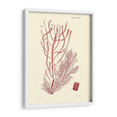 Sombras De Coral Iii - Vision Studio | Cuadro decorativo de Canvas Lab