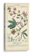 Estudio De Botanique En Rosa Iv - Turpin | Cuadro decorativo de Canvas Lab