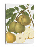 Variedades De Pera Ii - Vision Studio | Cuadro decorativo de Canvas Lab