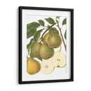 Variedades De Pera Ii - Vision Studio | Cuadro decorativo de Canvas Lab