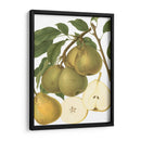 Variedades De Pera Ii - Vision Studio | Cuadro decorativo de Canvas Lab