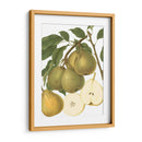 Variedades De Pera Ii - Vision Studio | Cuadro decorativo de Canvas Lab
