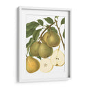 Variedades De Pera Ii - Vision Studio | Cuadro decorativo de Canvas Lab