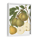 Variedades De Pera Ii - Vision Studio | Cuadro decorativo de Canvas Lab