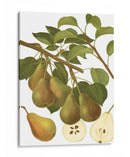 Variedades De Pera Iii - Vision Studio | Cuadro decorativo de Canvas Lab