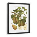 Variedades De Pera Iii - Vision Studio | Cuadro decorativo de Canvas Lab