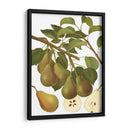 Variedades De Pera Iii - Vision Studio | Cuadro decorativo de Canvas Lab