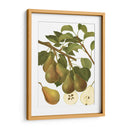 Variedades De Pera Iii - Vision Studio | Cuadro decorativo de Canvas Lab