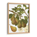 Variedades De Pera Iii - Vision Studio | Cuadro decorativo de Canvas Lab