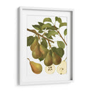 Variedades De Pera Iii - Vision Studio | Cuadro decorativo de Canvas Lab
