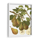 Variedades De Pera Iii - Vision Studio | Cuadro decorativo de Canvas Lab