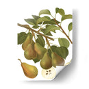 Variedades De Pera Iii - Vision Studio | Cuadro decorativo de Canvas Lab