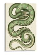 Serpiente Vibrante I - Frederick P. Nodder | Cuadro decorativo de Canvas Lab