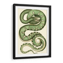 Serpiente Vibrante I - Frederick P. Nodder | Cuadro decorativo de Canvas Lab