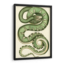 Serpiente Vibrante I - Frederick P. Nodder | Cuadro decorativo de Canvas Lab