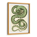Serpiente Vibrante I - Frederick P. Nodder | Cuadro decorativo de Canvas Lab