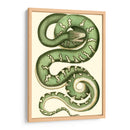 Serpiente Vibrante I - Frederick P. Nodder | Cuadro decorativo de Canvas Lab