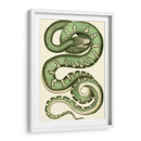 Serpiente Vibrante I - Frederick P. Nodder | Cuadro decorativo de Canvas Lab
