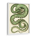 Serpiente Vibrante I - Frederick P. Nodder | Cuadro decorativo de Canvas Lab