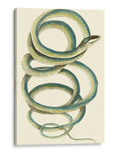 Serpiente Vibrante Ii - Frederick P. Nodder | Cuadro decorativo de Canvas Lab