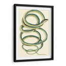 Serpiente Vibrante Ii - Frederick P. Nodder | Cuadro decorativo de Canvas Lab