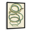 Serpiente Vibrante Ii - Frederick P. Nodder | Cuadro decorativo de Canvas Lab