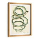 Serpiente Vibrante Ii - Frederick P. Nodder | Cuadro decorativo de Canvas Lab
