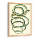Serpiente Vibrante Ii - Frederick P. Nodder | Cuadro decorativo de Canvas Lab