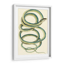 Serpiente Vibrante Ii - Frederick P. Nodder | Cuadro decorativo de Canvas Lab
