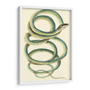 Serpiente Vibrante Ii - Frederick P. Nodder | Cuadro decorativo de Canvas Lab