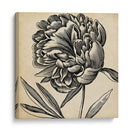 Gráfico Floral Ii - Vision Studio | Cuadro decorativo de Canvas Lab