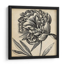 Gráfico Floral Ii - Vision Studio | Cuadro decorativo de Canvas Lab