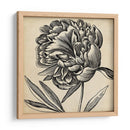 Gráfico Floral Ii - Vision Studio | Cuadro decorativo de Canvas Lab