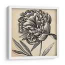 Gráfico Floral Ii - Vision Studio | Cuadro decorativo de Canvas Lab