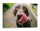 Perrito saboreando | Cuadro decorativo de Canvas Lab