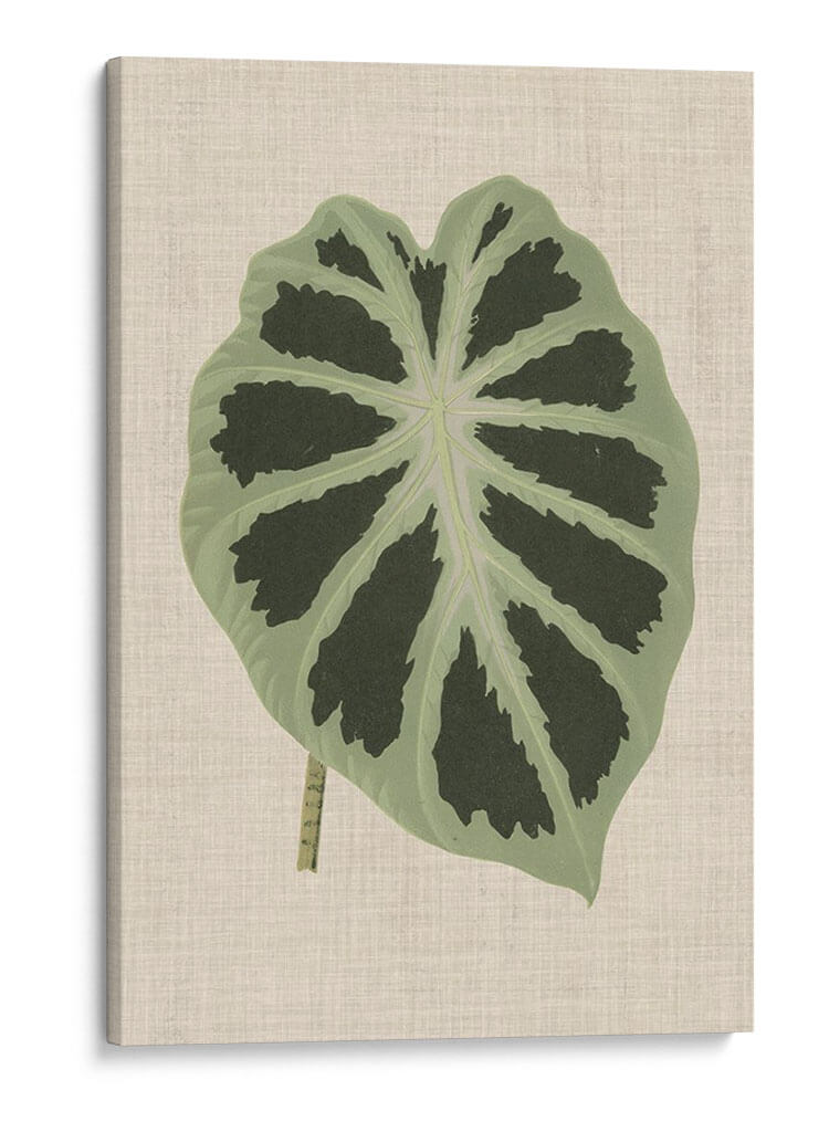 Hojas En La Ropa Ii | Cuadro decorativo de Canvas Lab