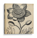 Gráfico Floral Iii - Vision Studio | Cuadro decorativo de Canvas Lab