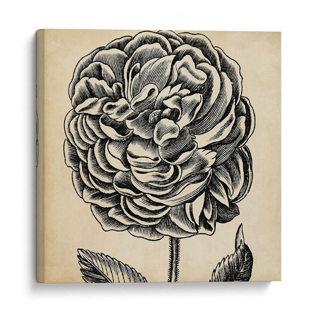 Gráfico Floral Vii - Vision Studio | Cuadro decorativo de Canvas Lab