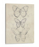 Bosquejo De Mariposa Vintage I - June Erica Vess | Cuadro decorativo de Canvas Lab