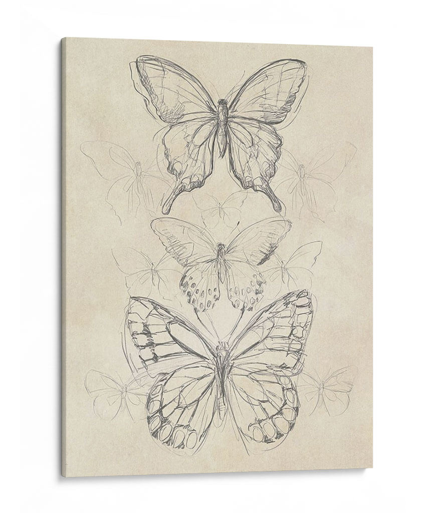 Bosquejo De Mariposa Vintage Ii - June Erica Vess | Cuadro decorativo de Canvas Lab