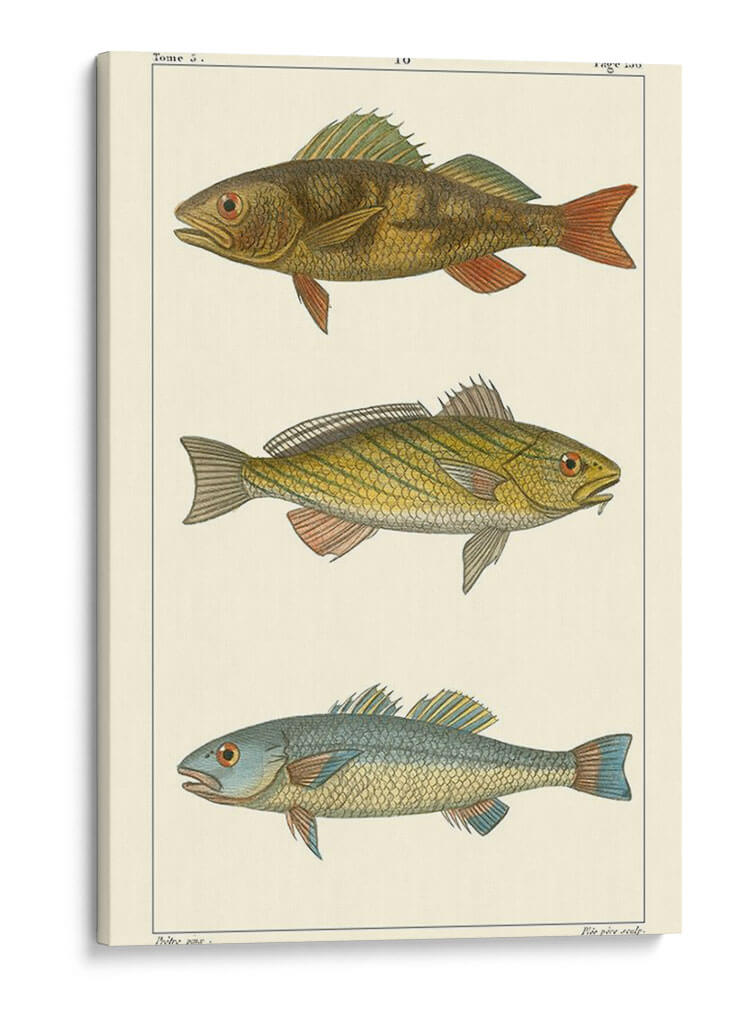 Pescado De Agua Dulce I - Pretre | Cuadro decorativo de Canvas Lab