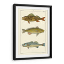 Pescado De Agua Dulce I - Pretre | Cuadro decorativo de Canvas Lab