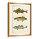 Pescado De Agua Dulce I - Pretre | Cuadro decorativo de Canvas Lab