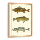 Pescado De Agua Dulce I - Pretre | Cuadro decorativo de Canvas Lab
