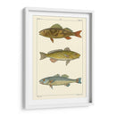 Pescado De Agua Dulce I - Pretre | Cuadro decorativo de Canvas Lab