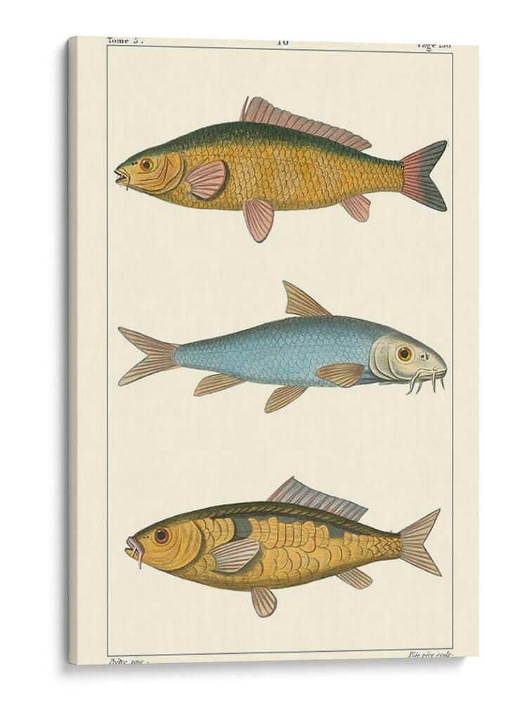 Peces De Agua Dulce Ii - Pretre | Cuadro decorativo de Canvas Lab
