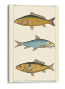 Peces De Agua Dulce Ii - Pretre | Cuadro decorativo de Canvas Lab